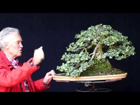 INTERNATIONAL BONSAI ACADEMY with Walter Pall 2013 - Case Study 5/Hedera "OKS"
