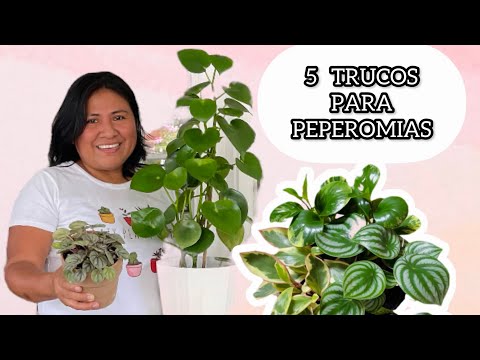 , title : '5 TRUCOS PARA PEPEROMIAS Las mejores plantas de interior'