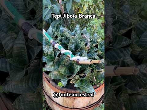 #tepi #tipi #kuripe #curipe #xamanismo #pajelança #jiboiabranca #jiboia #rapé #artesanato #ancestral