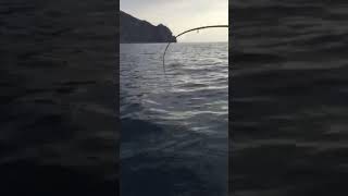 Как ловить пеламиду в черном море ялта