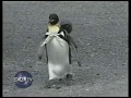 Lala Penguin Goes Shopping In Japan