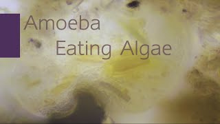 Amoeba Eating Algae