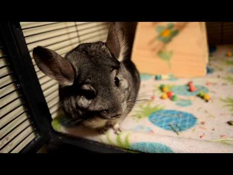 What Owning A Chinchilla Is Actually Like...