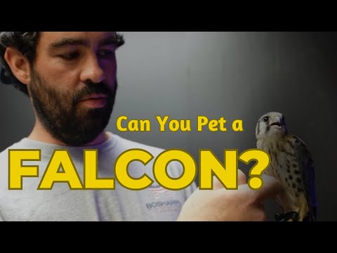 Can You Pet a Falcon?