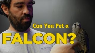 Can You Pet a Falcon?