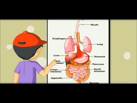 Digestive System - Learning by Picture \u0026 Chart -Kides