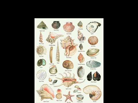 Types of sea shell🐚
