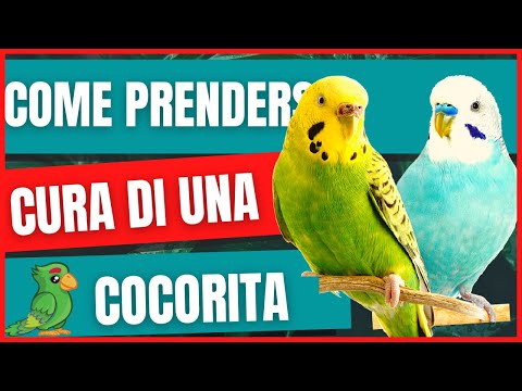 How to care for a budgie | How to keep budgies indoors? | Male or female budgies?