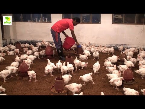 , title : 'Poultry Farming - Chicken Farm Business Plan is a Great Source of Employment and Income'