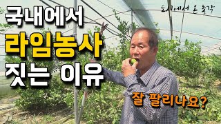 국내에서 특수작물... 잘 팔릴까? 특수작물을 사랑한 농부의 이야기 [라임, 깔라만시, 파파야, 레몬그라스 …