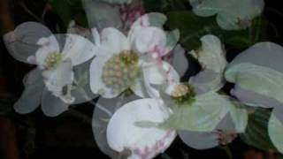 Sweet Magnolia Blossoms.wmv