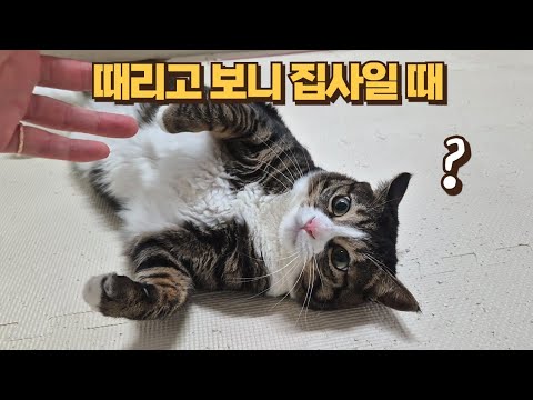 깝순이한테 열받은 보름이가 집사를 공격했어요!! 이런 적 처음이에요