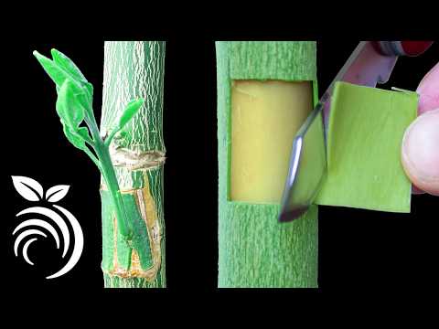 How to graft citrus trees – patch grafting