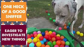 MEET NOKK AT KC PET PROJECT