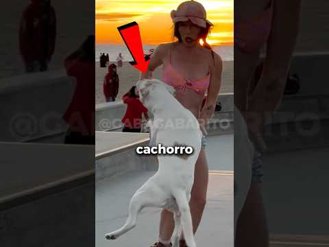 Esse cachorro não parava de seguir ela… até descobrirem o motivo 🐶