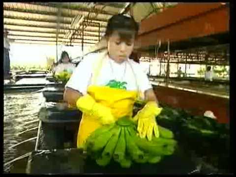 download lagu mp3 mp4 Fyffes Bananas, download lagu Fyffes Bananas gratis, unduh video klip Fyffes Bananas