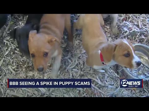 BBB says Kansans hit by puppy scams in December, January - YouTube