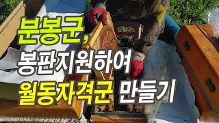 분봉군 봉판지원하여 월동자격군 만들기