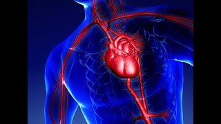 The Human Body in Numbers