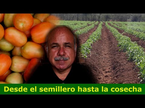 , title : 'Como sembrar un cultivo de tomate'