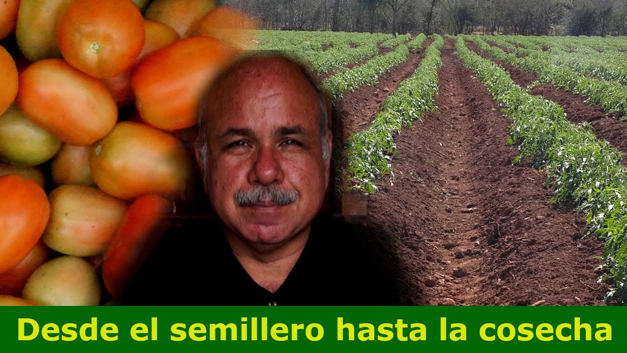 Como sembrar un cultivo de tomate
