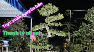 Cheap original spiral | Ancient spiral pine