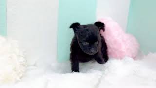 ハーフ犬の動画01