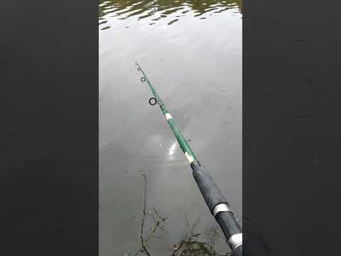 Pesca Con caña ... Dientudo Río Tacuarembó chico