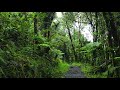 Relaxing Sounds Of El Yunque National Forest Puerto Rico New Version High Quality 10 Hour Audio