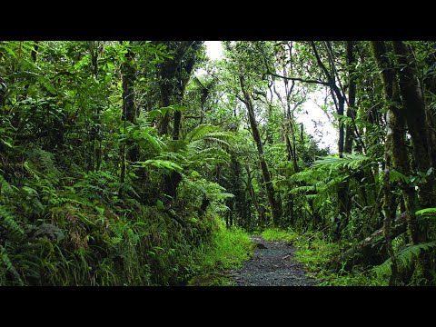 Relaxing Sounds of El Yunque National Forest (Puerto Rico) - New Version! High Quality 10 Hour Audio