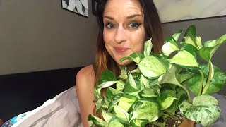 Sunday Live Plant Chat!