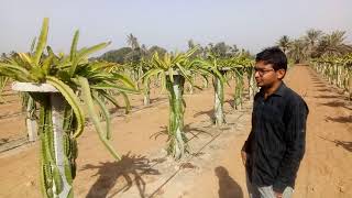 preview picture of video 'How to grow dragon fruit in kutch, gujarat'