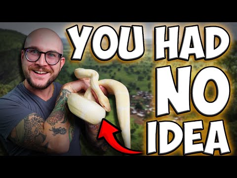 5 Things You DIDN’T KNOW ABOUT BALL PYTHONS, But Must Know BEFORE You Get One!