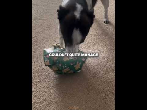 This Dog’s Reaction to His Christmas Gift Is Everything 🎄🐶 #shorts