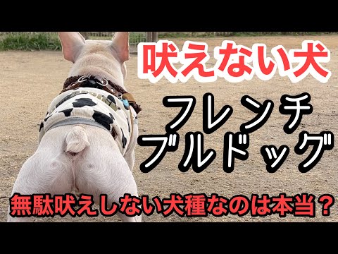ほとんど吠えない犬種