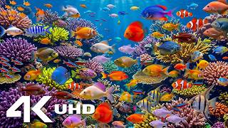 Nefes Kesici Tropikal Okyanus 🪸 4K HDR ile Renkli Resif Balıklarını ve
