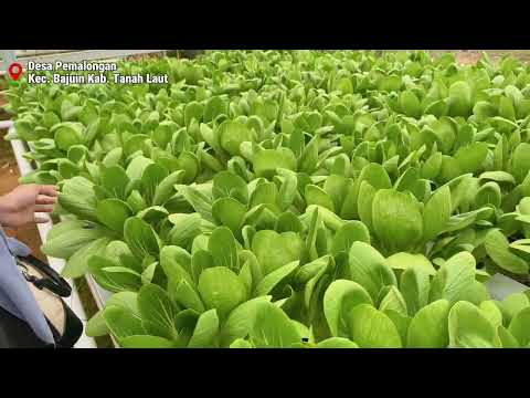 Potensi Desa UMKM Hidroponik Desa Pemalongan