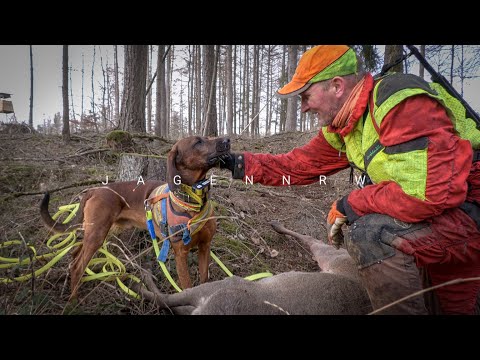 Nachsuche #5 – Der heranwachsende Schweißhund – die ersten 6 Minuten Hunt on Demand