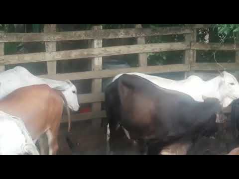 Mi Llano Henry carrillo