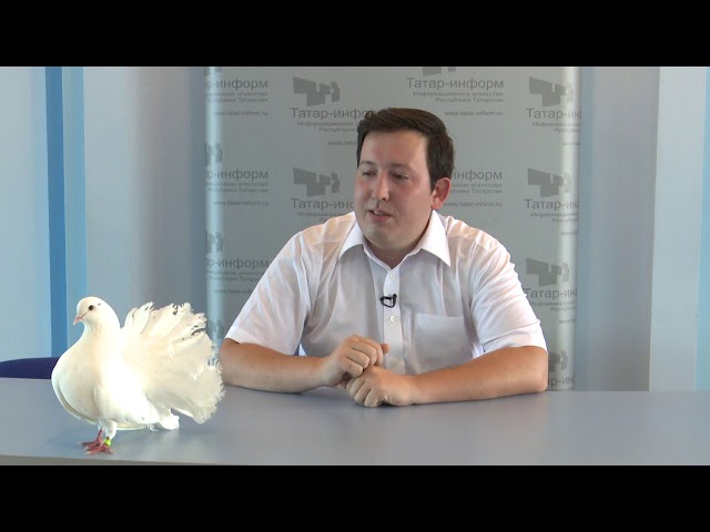 Интервью с заводчиком голубей Тимуром Яшковым