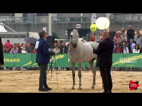 N.92 AARON DE PIGALL - Bergamo 2018 - Straight Egyptian Colts (Class A)