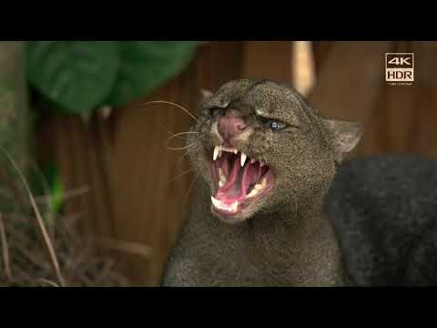 4K HDR Peru Sony Oled Tv Demo