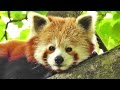 Red Panda Cute - The Worlds Cutest Animal