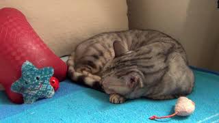 Luna the Cat Sleeping on a Warm Blanket | Cozy Winter Midday Indoors (1 Hour)