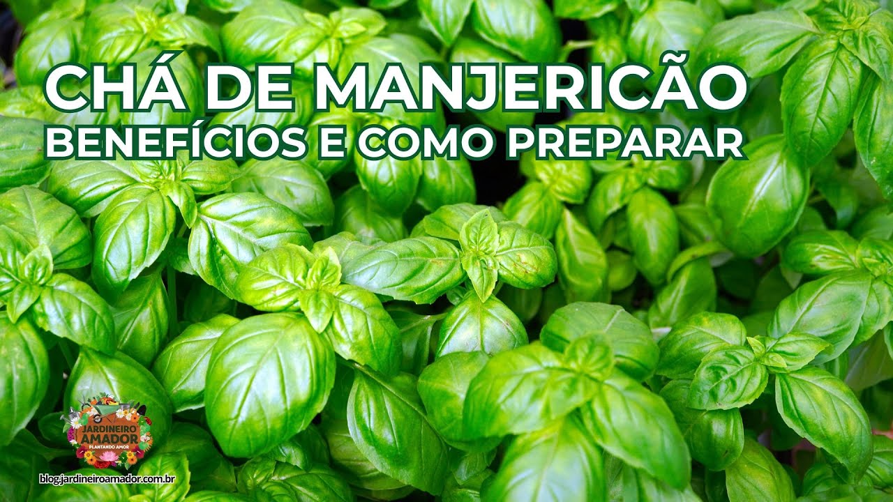 Conheça os milagrosos poderes do chá ☕ de manjericão