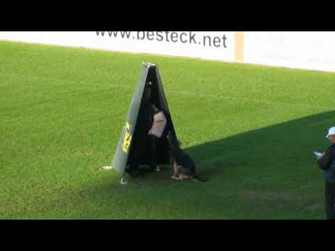 Angsbacken's Ricci, 2009 WUSV WM C95