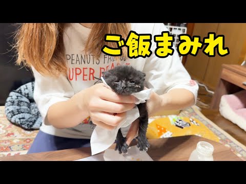 保護した子猫の成長物語。ミルクから離乳へ。