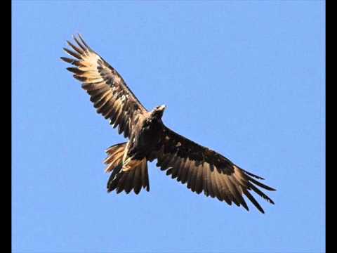 Sargant Fury - Eagle (Tribute to ABBA)