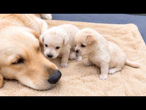 YouTube 썸네일