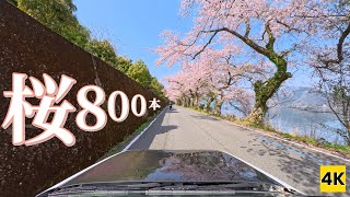 ［AE86 4K ASMR］琵琶湖の畔にソメイヨシノ800本!! 【海津大崎 桜ドライブ】